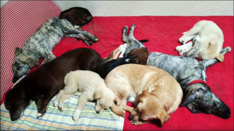 dogs on a bed